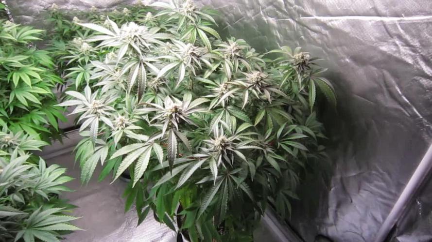 💪🔥⚡ Hulk OG - by IZI