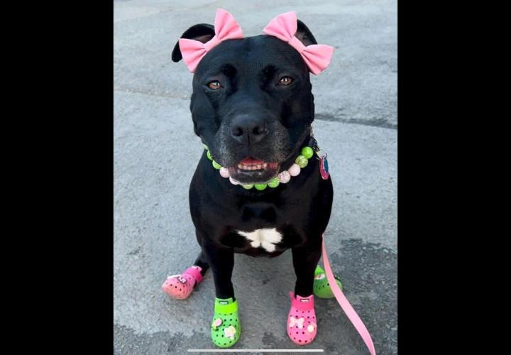 💪🔥⚡ Hulk OG - by IZI. Week 18 - What a Beauty.... Looks like she could crush my leg on a command, though.