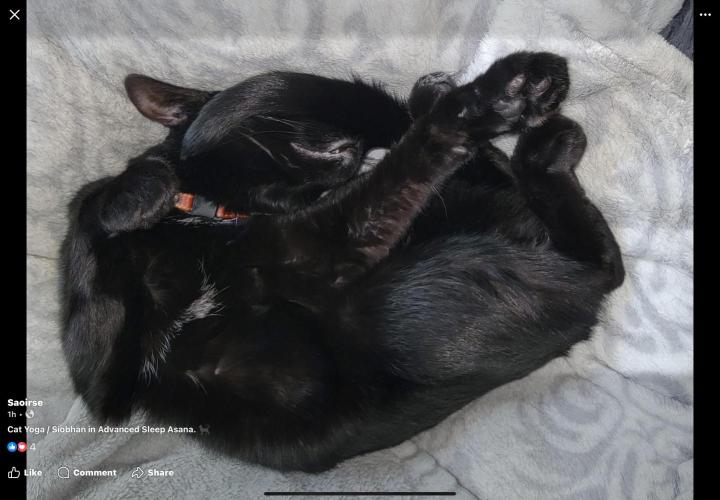 💪🔥⚡ Hulk OG - by IZI. Week 18 - A pile of Cat