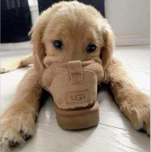 💪🔥⚡ Hulk OG - by IZI. Week 18 - Puppies Love Slippers