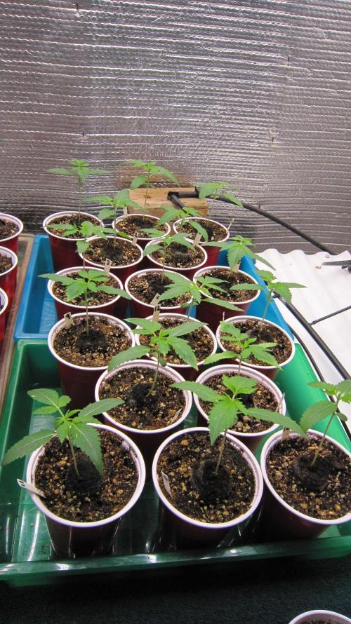 Runtz Mintz Cream by SnowShoe Joe. Week 2 - Runtz Mintz Cream - 16 Regular Seedlings 