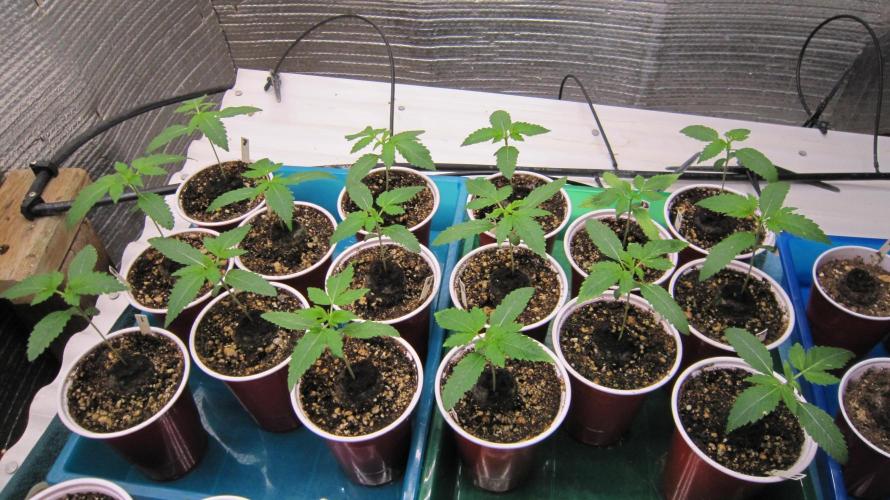 Runtz Mintz Cream by SnowShoe Joe. Week 2 - 16 Seedlings