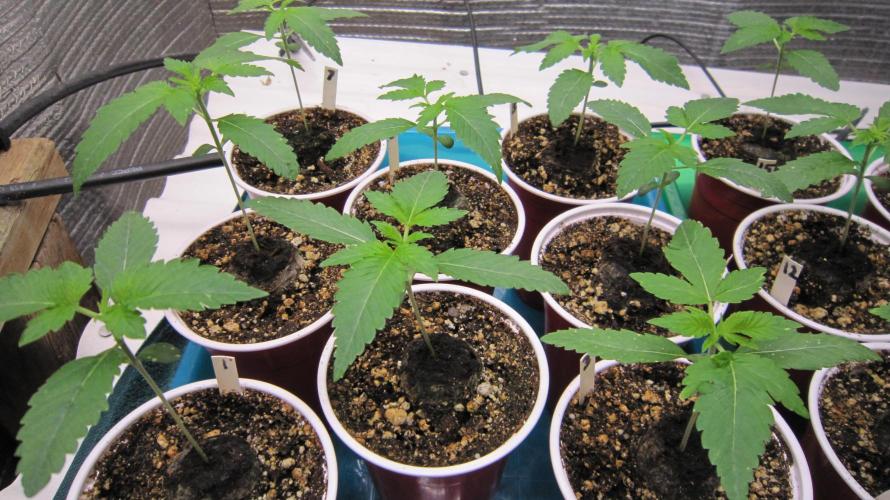 Runtz Mintz Cream by SnowShoe Joe. Week 2 - Plants 1 - 8