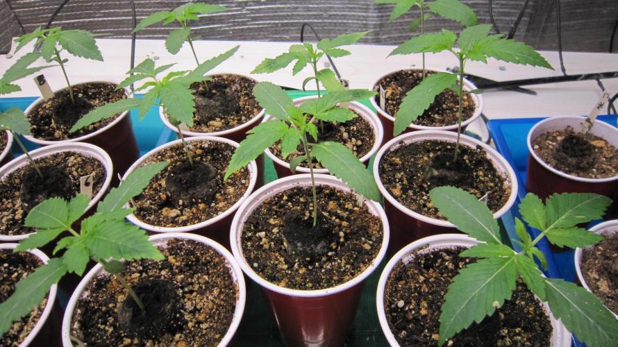 Runtz Mintz Cream by SnowShoe Joe. Week 2 - Plants 9 - 16