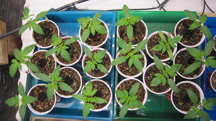 Runtz Mintz Cream by SnowShoe Joe. Week 2 - Top View.