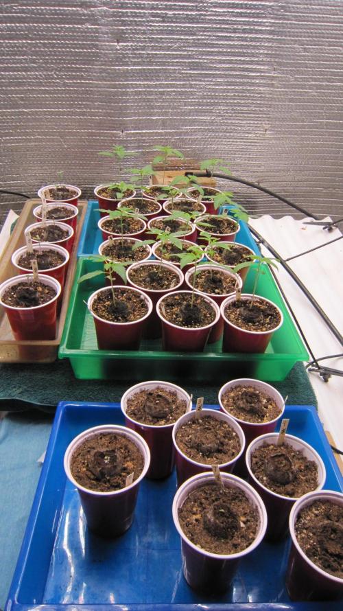 Runtz Mintz Cream by SnowShoe Joe. Week 2 - I was trying to start some other old seeds too.