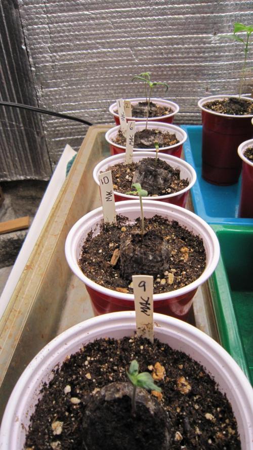 Runtz Mintz Cream by SnowShoe Joe. Week 2 - These are all that came up out of 25 seeds