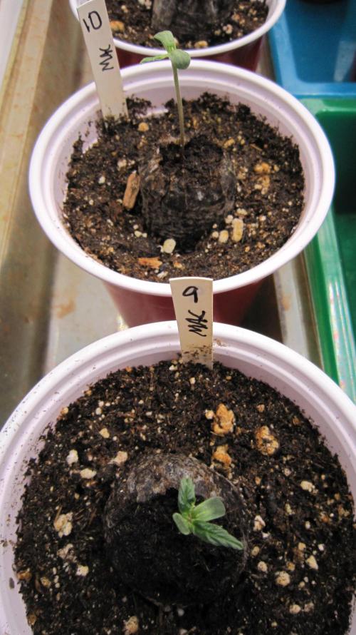 Runtz Mintz Cream by SnowShoe Joe. Week 2 - With no 2nd set of leaves they will just die.  Bummer...