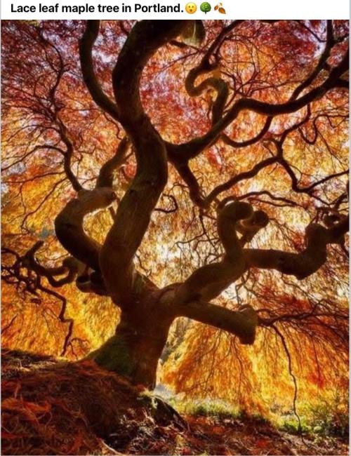 Runtz Mintz Cream by SnowShoe Joe. Week 2 - Beautiful.