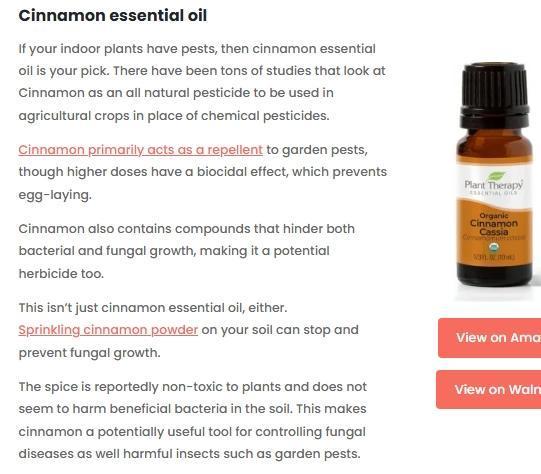 Runtz Mintz Cream by SnowShoe Joe. Week 2 - Each oil has a different use.