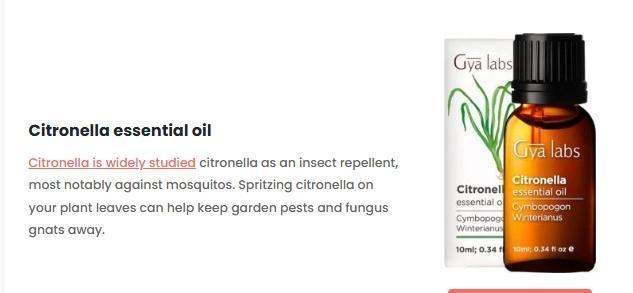 Runtz Mintz Cream by SnowShoe Joe. Week 2 - There's more next week. Look back if your interested.