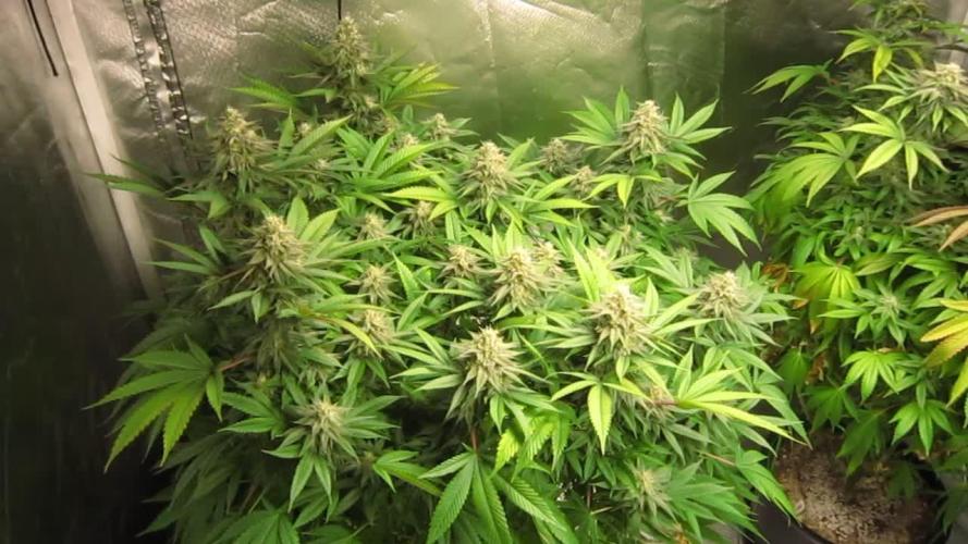 🍋 Lemon 🍊 Mandarin 😎 🤗 🤩