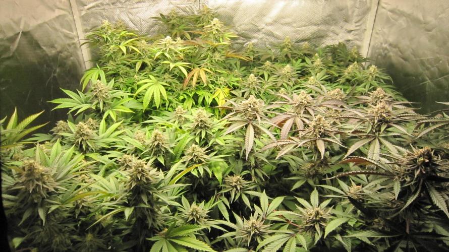 🍋 Lemon 🍊 Mandarin 😎 🤗 🤩. Week 19 - Group Shot