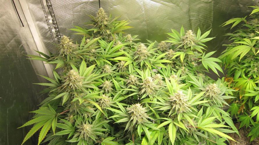 🍋 Lemon 🍊 Mandarin 😎 🤗 🤩. Week 19 - Plant #1