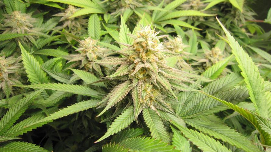 🍋 Lemon 🍊 Mandarin 😎 🤗 🤩. Week 19 - Plant #1