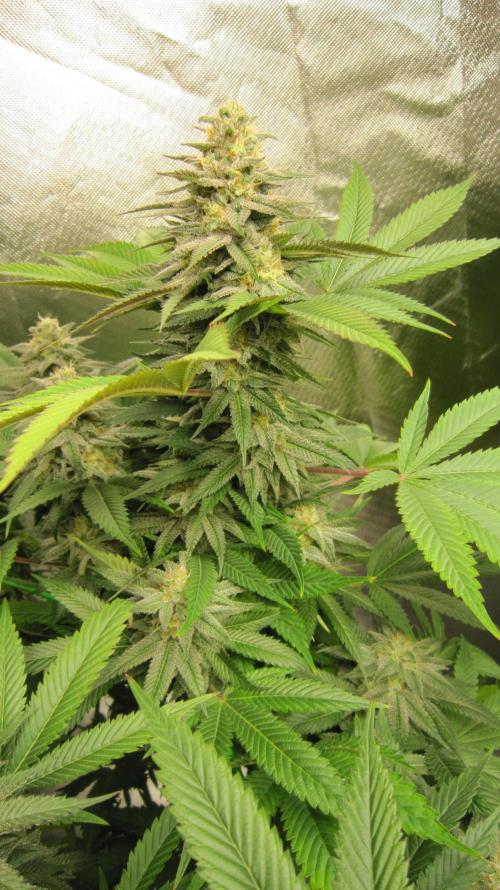 🍋 Lemon 🍊 Mandarin 😎 🤗 🤩. Week 19 - Plant #1