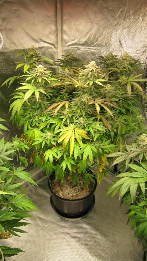 🍋 Lemon 🍊 Mandarin 😎 🤗 🤩. Week 19 - Plant #2 Smells more like Lemon's now