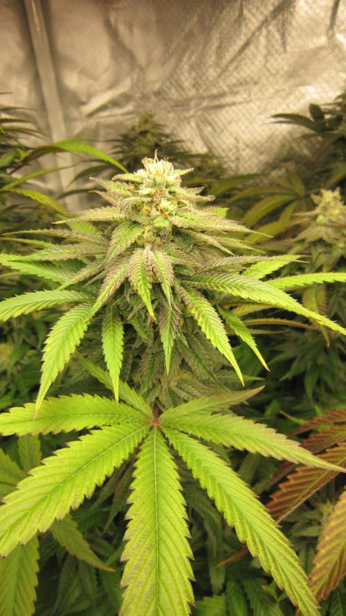 🍋 Lemon 🍊 Mandarin 😎 🤗 🤩. Week 19 - Plant #2