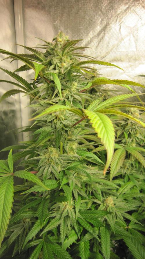 🍋 Lemon 🍊 Mandarin 😎 🤗 🤩. Week 19 - Plant #2