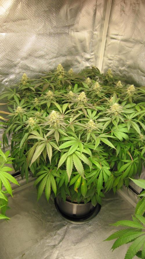 🍋 Lemon 🍊 Mandarin 😎 🤗 🤩. Week 19 - Plant #3 Has a Orange Smell