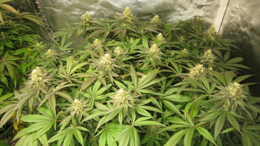 🍋 Lemon 🍊 Mandarin 😎 🤗 🤩. Week 19 - Plant #3