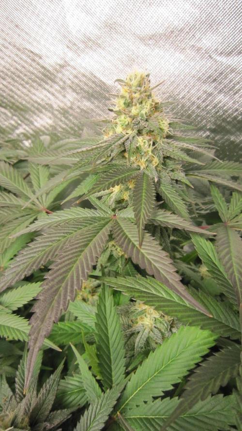 🍋 Lemon 🍊 Mandarin 😎 🤗 🤩. Week 19 - Plant #3