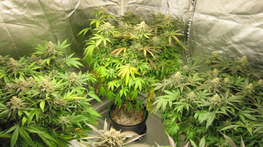 🍋 Lemon 🍊 Mandarin 😎 🤗 🤩. Week 19 - Group Shot Spread Out