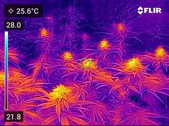 🍋 Lemon 🍊 Mandarin 😎 🤗 🤩. Week 19 - Top Buds retain the heat and grow big.