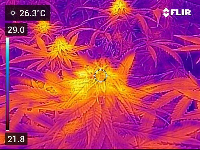 🍋 Lemon 🍊 Mandarin 😎 🤗 🤩. Week 19 - Thermal Buds are Hot.