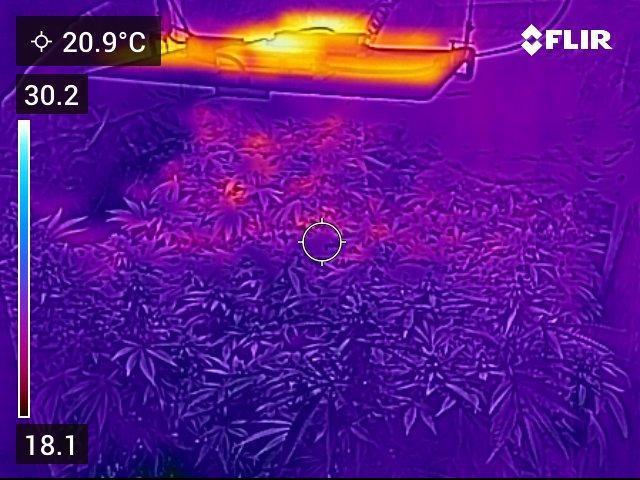 🍋 Lemon 🍊 Mandarin 😎 🤗 🤩. Week 19 - Same shot in thermal.