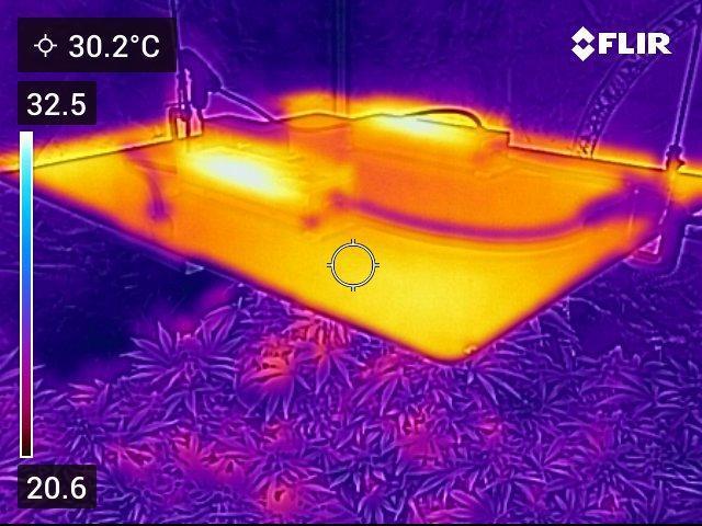 🍋 Lemon 🍊 Mandarin 😎 🤗 🤩. Week 19 - Spider Farmer Light SF-4000