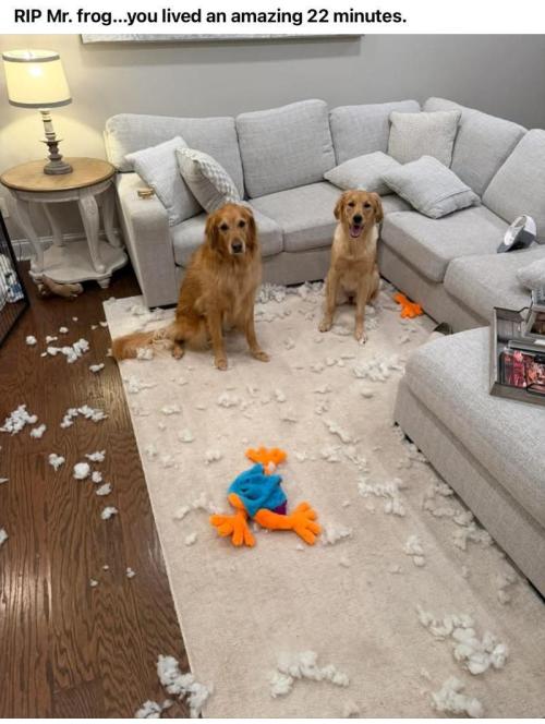 🍋 Lemon 🍊 Mandarin 😎 🤗 🤩. Week 19 - That was good Dad...! ... Can we have another!?!