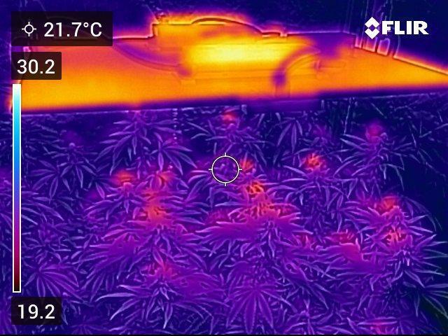 Gelatdos Jabb... My crossing.. Week 18 - The top buds are hot.