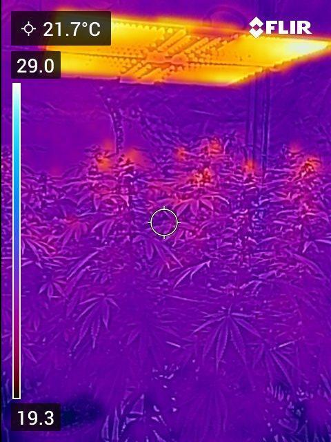 Gelatdos Jabb... My crossing.. Week 18 - Spider Farmer Light SF-4000