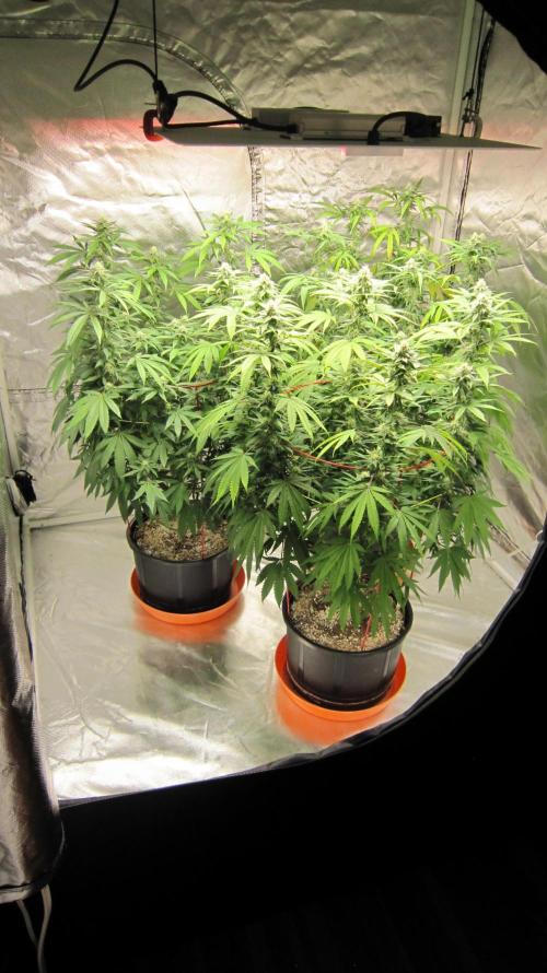 Gelatdos Jabb... My crossing.. Week 18 - Gelatdos Jabb