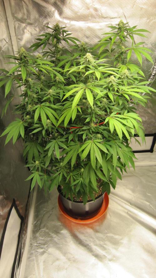 Gelatdos Jabb... My crossing.. Week 18 - Plant #1