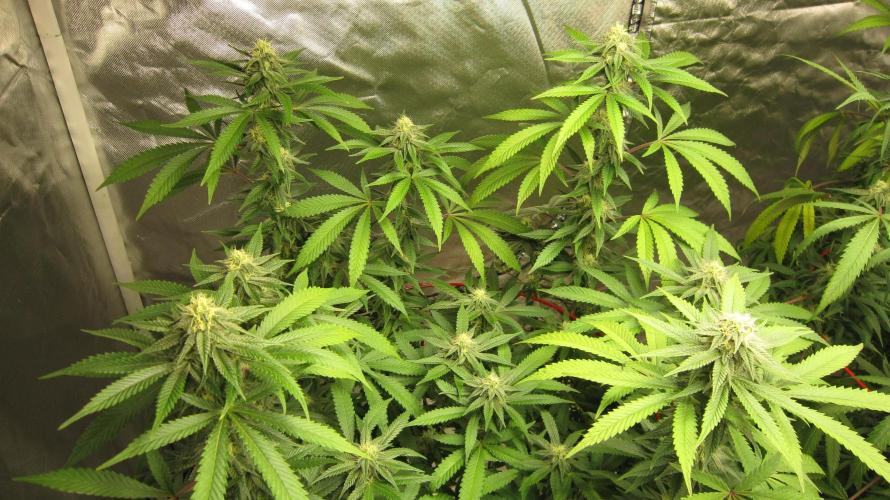 Gelatdos Jabb... My crossing.. Week 18 - Plant #1