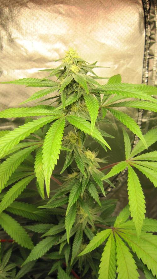 Gelatdos Jabb... My crossing.. Week 18 - Plant #1