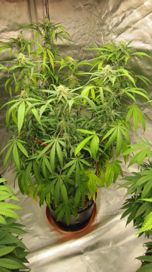 Gelatdos Jabb... My crossing.. Week 18 - Plant #2