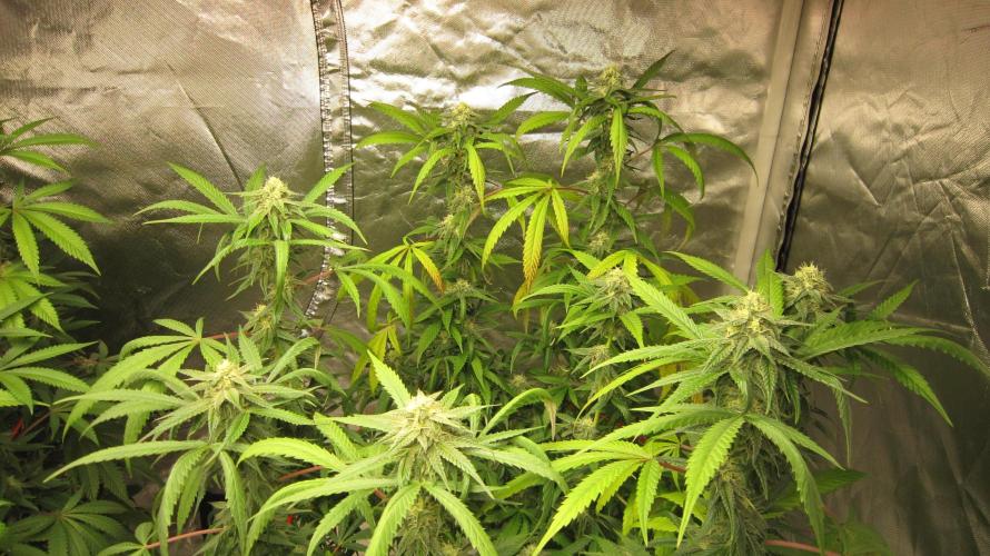 Gelatdos Jabb... My crossing.. Week 18 - Plant #2