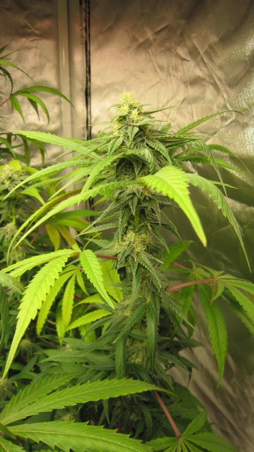 Gelatdos Jabb... My crossing.. Week 18 - Plant #2