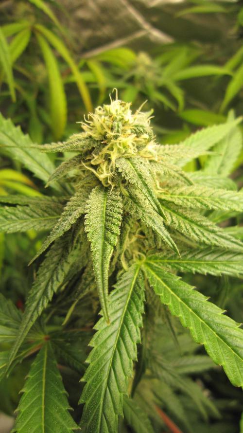 Gelatdos Jabb... My crossing.. Week 18 - Plant #2