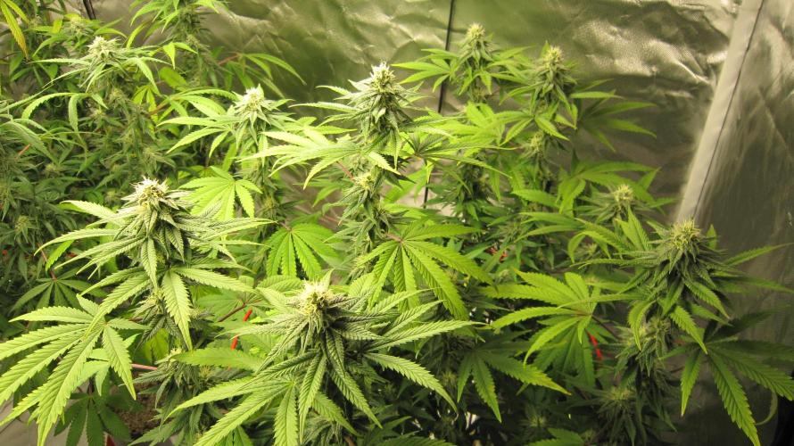 Gelatdos Jabb... My crossing.. Week 18 - Plant #3