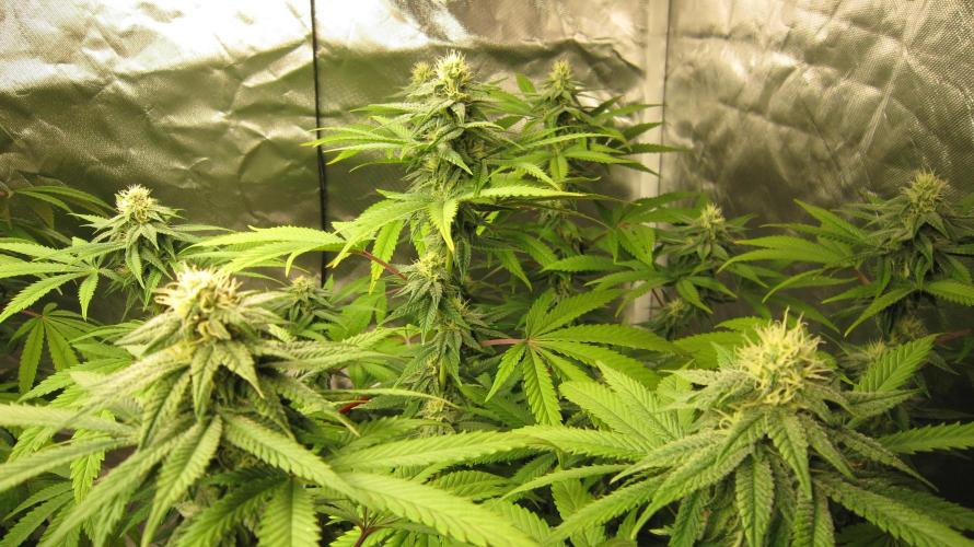 Gelatdos Jabb... My crossing.. Week 18 - Plant #3