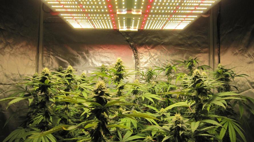 Gelatdos Jabb... My crossing.. Week 18 - Spider Farmer Light SF-4000