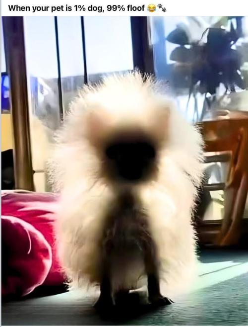 Gelatdos Jabb... My crossing.. Week 18 - Fluff Ball