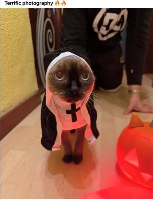 Gelatdos Jabb... My crossing.. Week 18 - Holy!!! Holy!!! They look innocent until the bird is close enough. Then !!!!