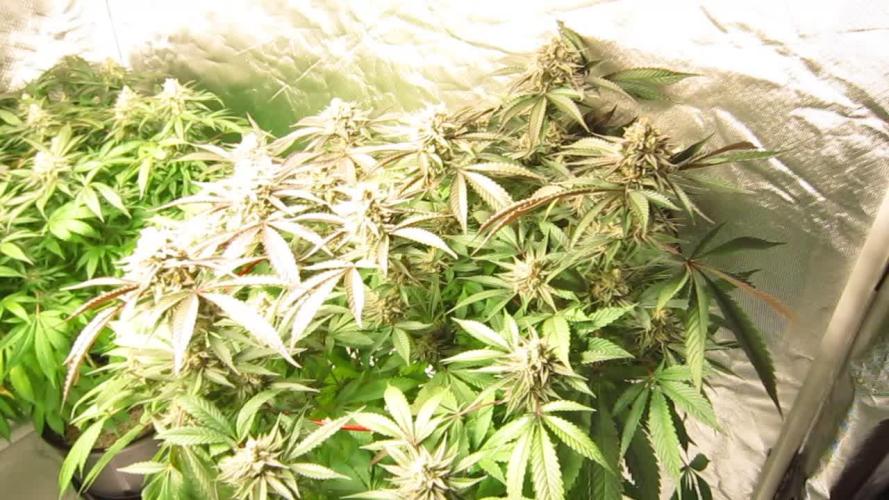 💪🔥⚡ Hulk OG - by IZI