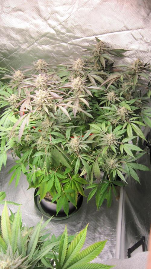 💪🔥⚡ Hulk OG - by IZI. Week 19 - Hulk