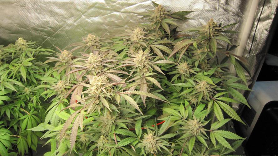 💪🔥⚡ Hulk OG - by IZI. Week 19 - Hulk